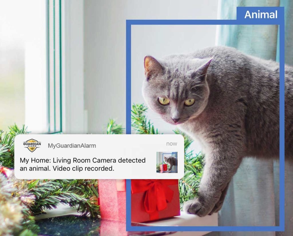 Cat detected on security camera